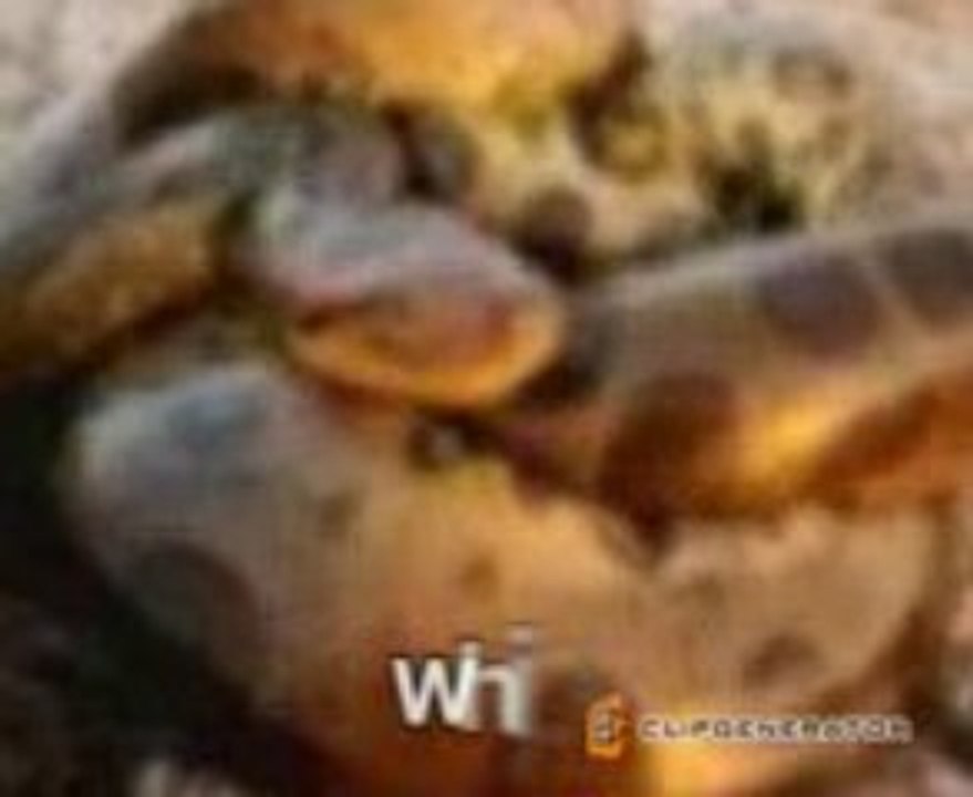 Poisonous snake_xvid_mpeg4
