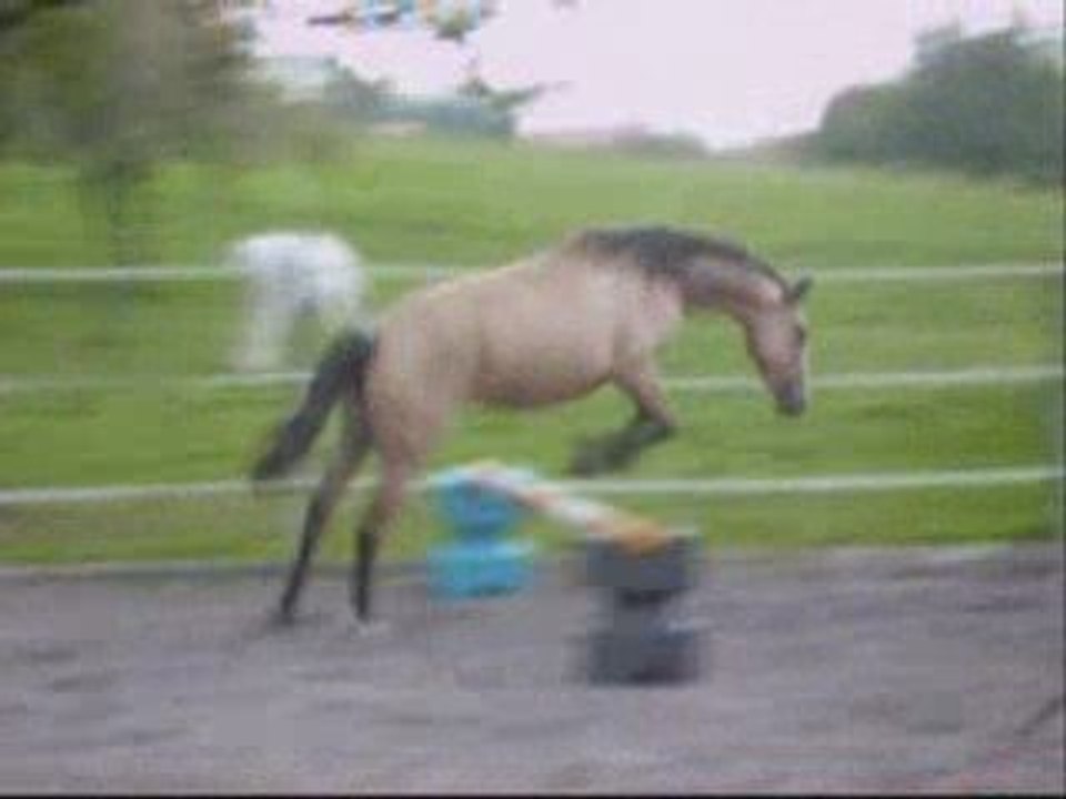 Ma Tempête tente le saut!