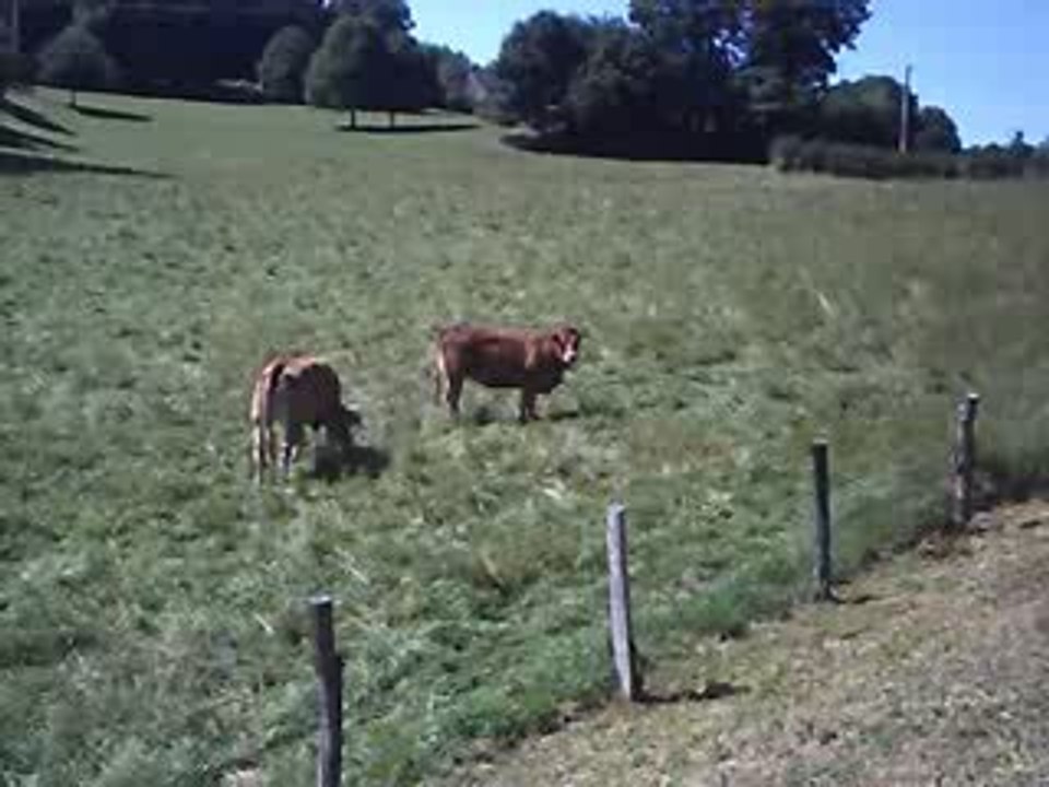 les vaches d'uzerche