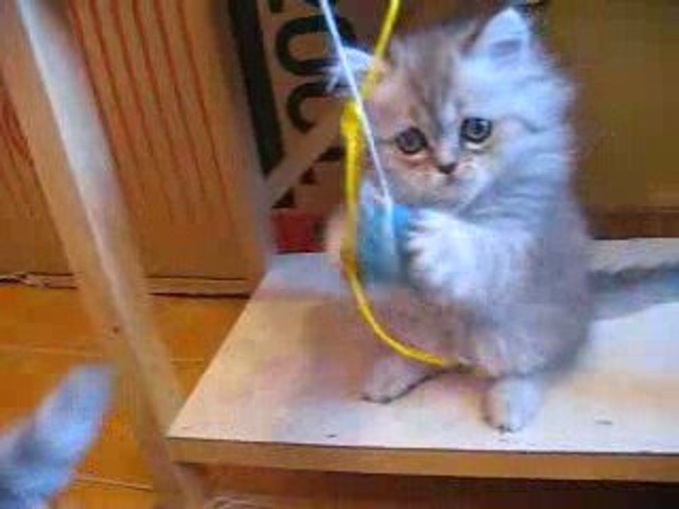 Chatons persans 2