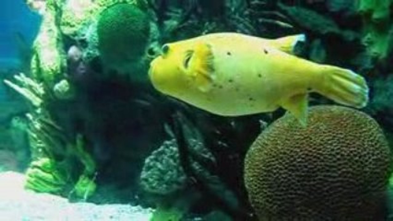 Oceanario (lisbona)