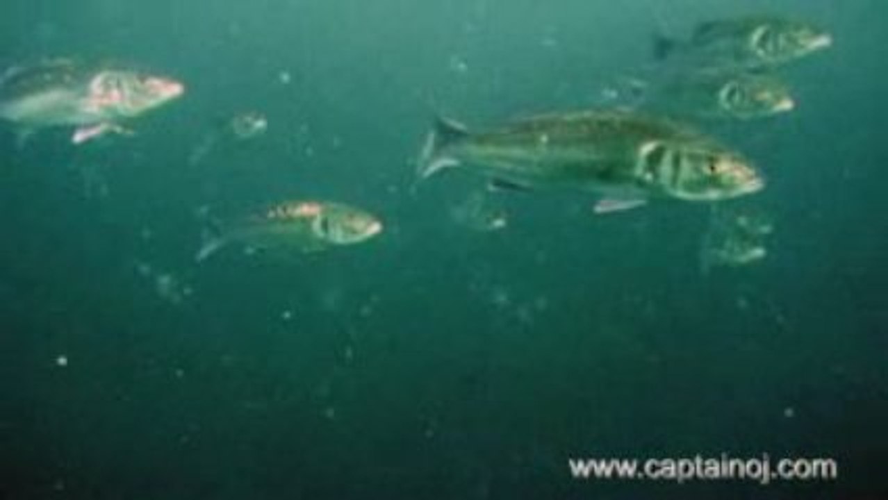 Apnée dans les maigres à la Rochelle aout 2009