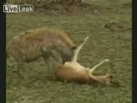 Antilope vs guépard vs hyène