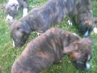 la petite famille au complet