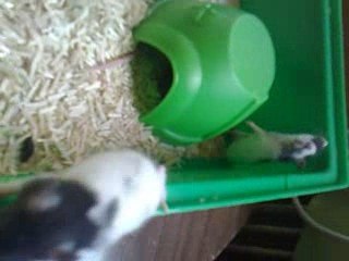 Bébés de Sheila à 21 jours