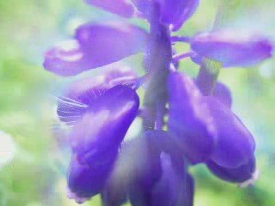 Gölgeler-Grup Yeniçağ