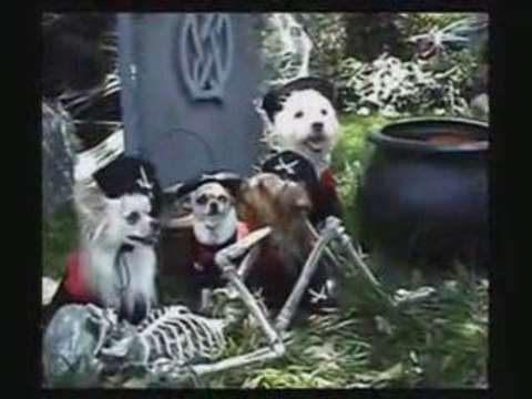 Dog Costumes for Halloween