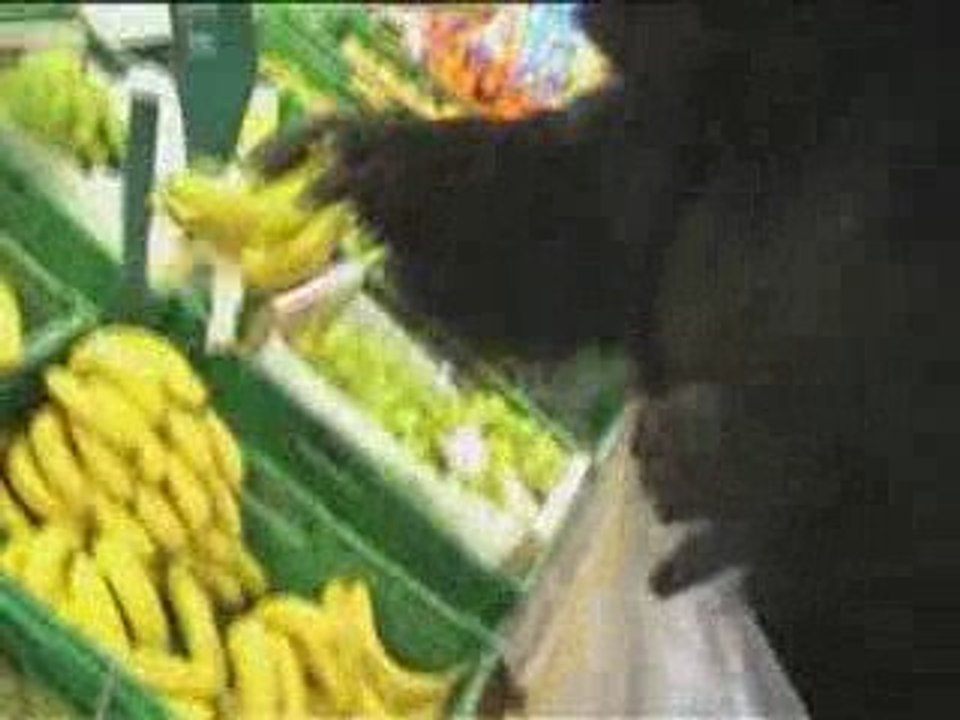 Making-off Vie de merde de Gorille