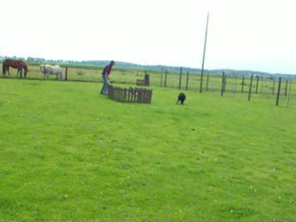 troupeau, JJRanch
