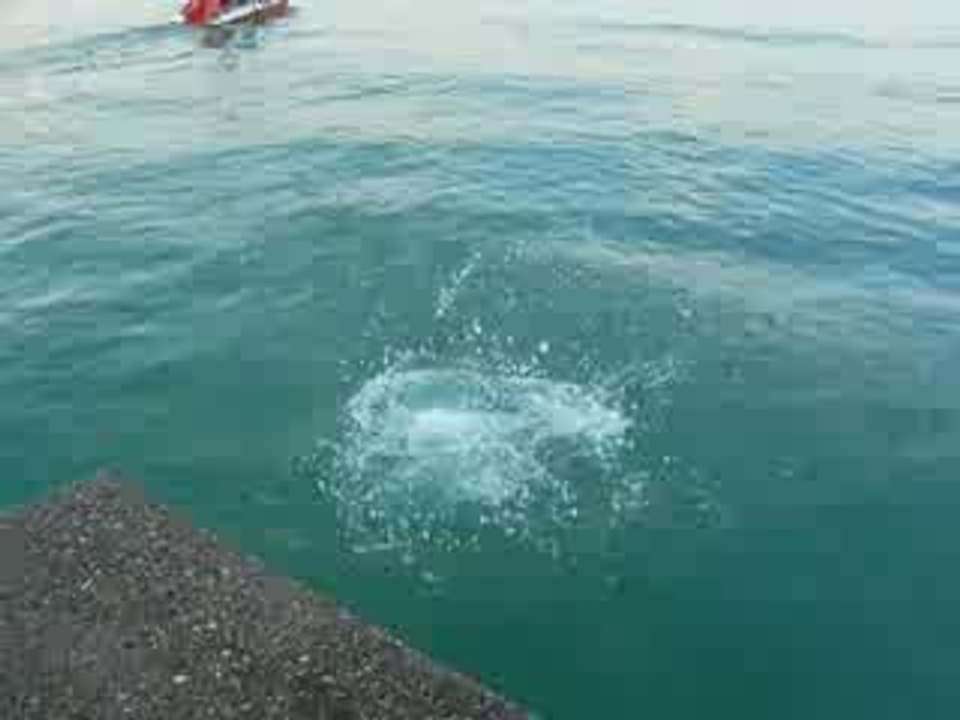 Plongeon Antoine