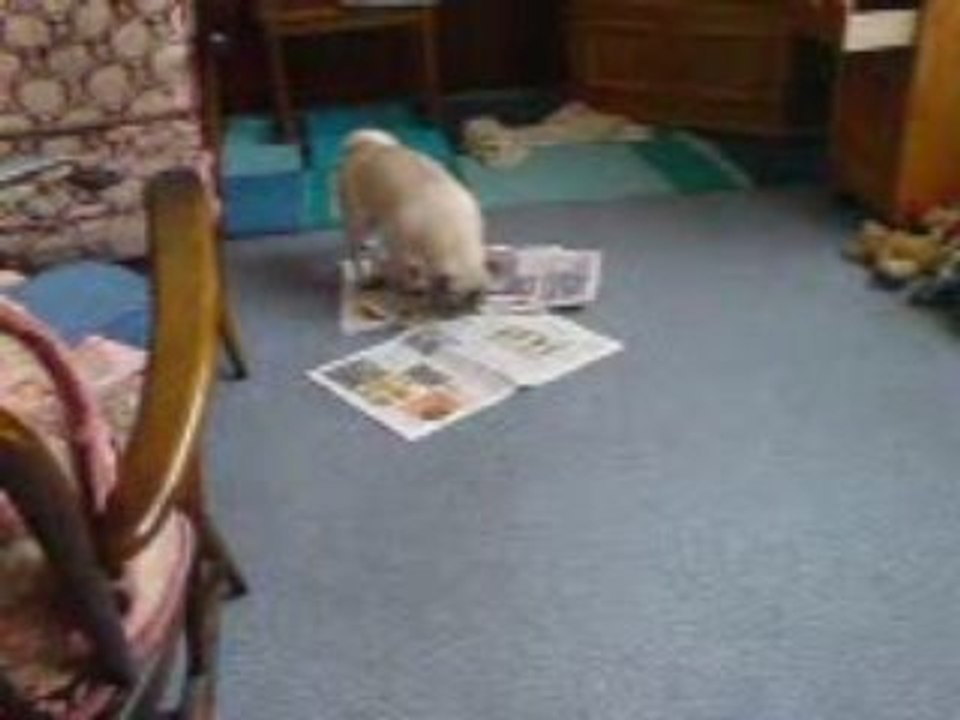 Hund liest Zeitung