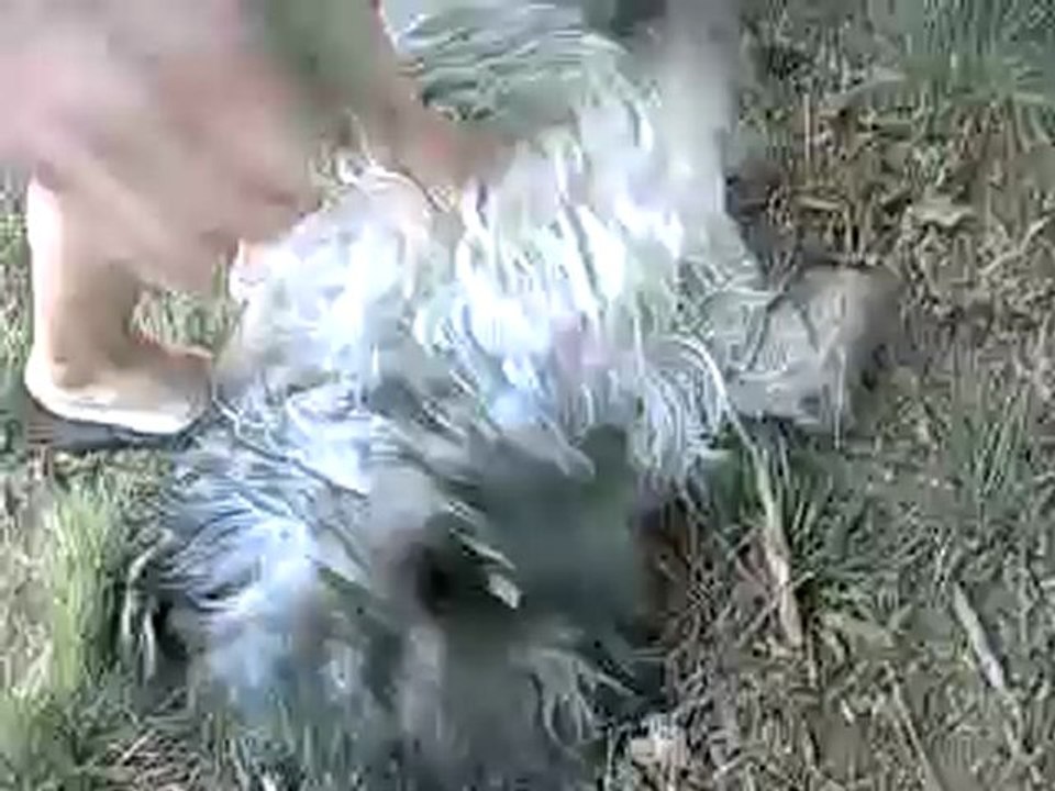 mon berger catalan deus