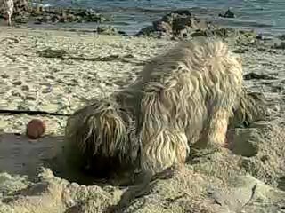 encore mon berger catalan deus