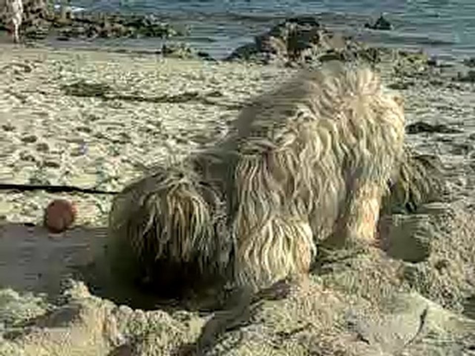 encore mon berger catalan deus