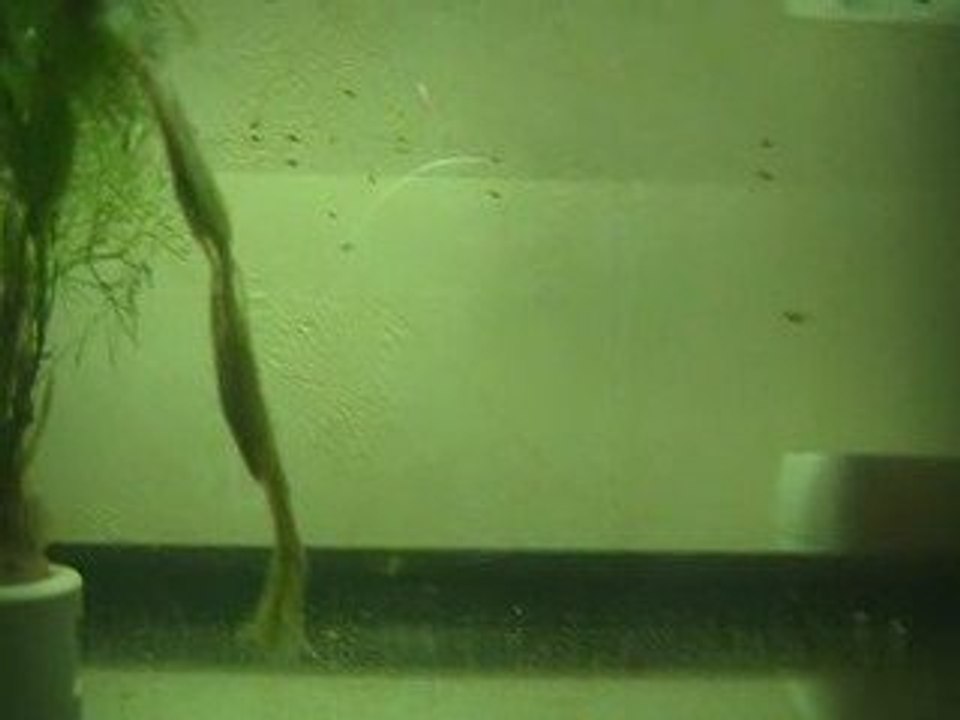 alevins betta 10 jours