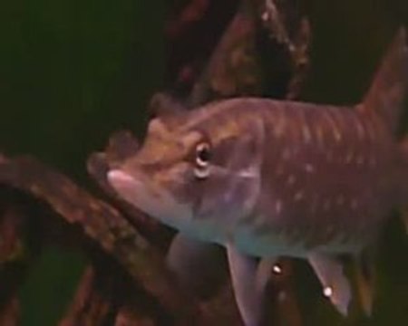 attaque brochet sur gardon