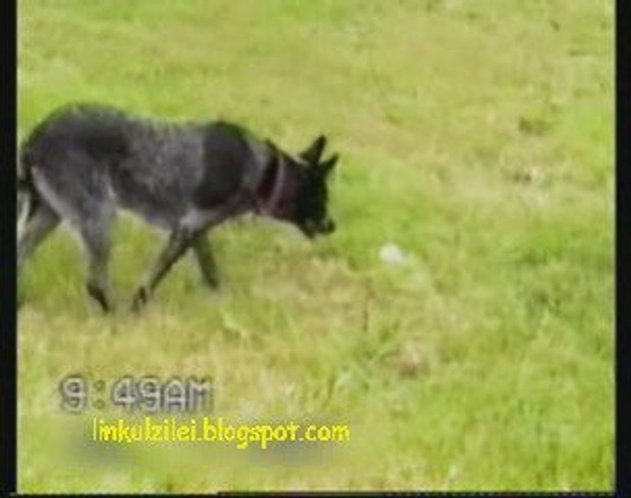 A very smart dog