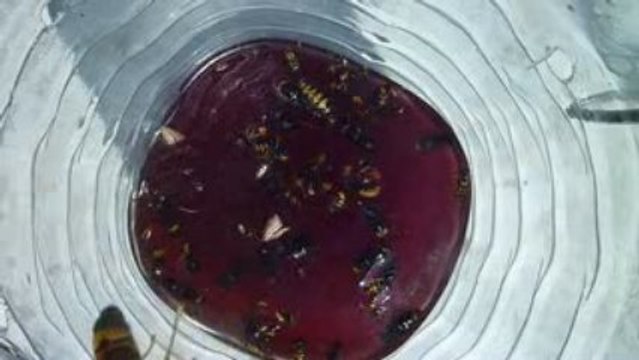 Frelons asiatique piegé 4 Min Vespa Velutina