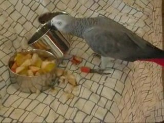Tsuki et les bêtises