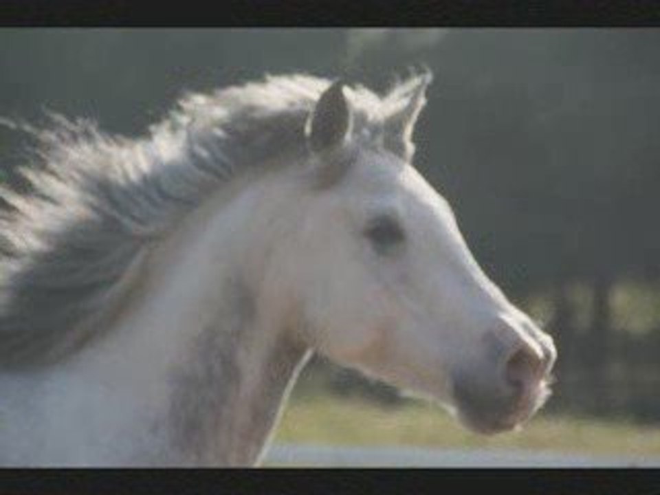 Saphir ...