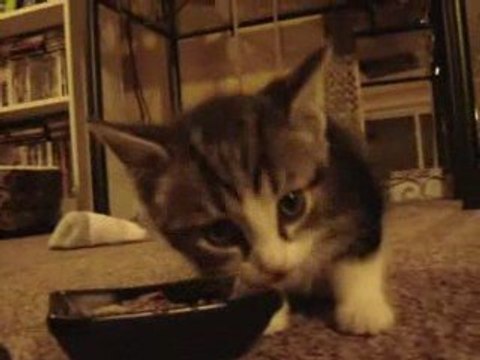 Chaton dit MIAM MIAM MIAM