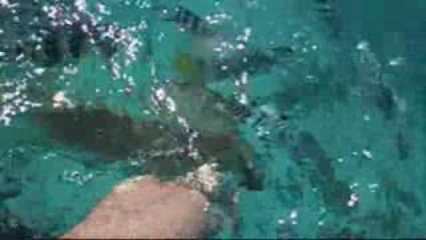 28, 29 & 30 août 2009 - Seychelles