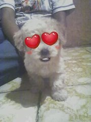 LAS AVENTURAS DE PUCHINN "ANIMACION"