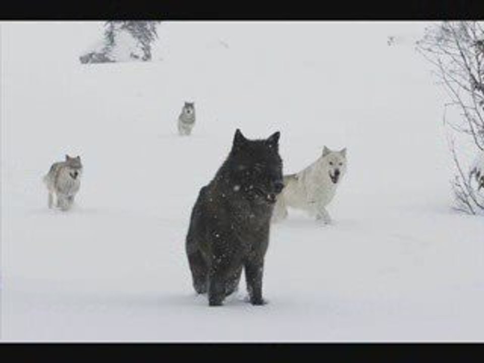 Les loups
