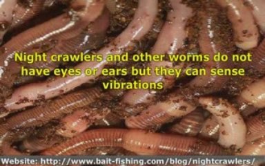 Nightcrawlers - 1 : Want To Learn How To Raise Night Crawler