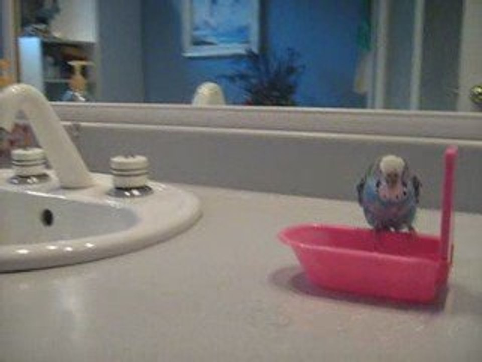 Perruche qui prend son bain