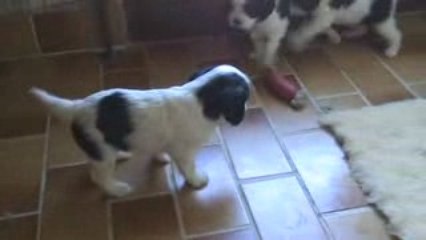 Les bébés 2009 de Undie à l'âge d'un mois