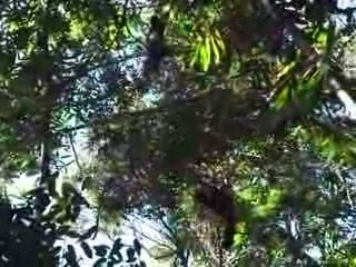 Eulemur rubriventer au parc national de Ranomafana