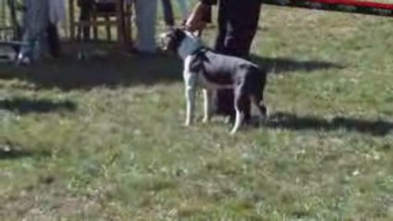 cacs romorantin 2009    allure juju