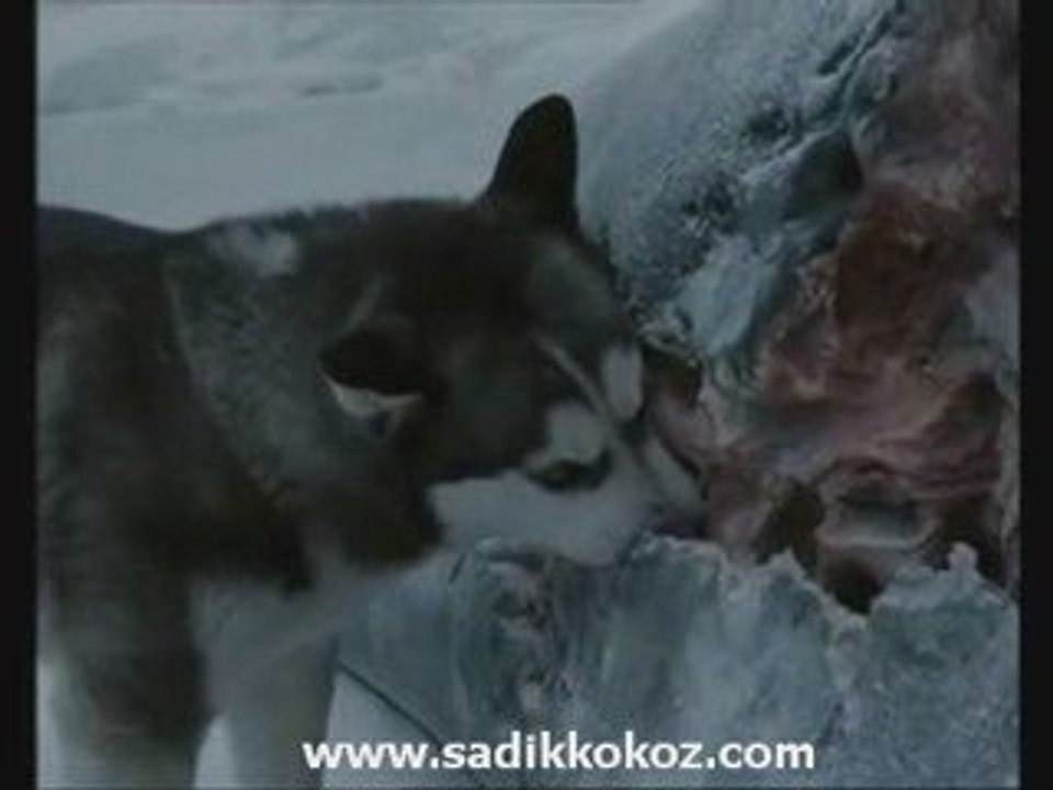 İnsanlık Sadece Bizlerde Öldü:( Sesli İzleyin İbret Alın!!