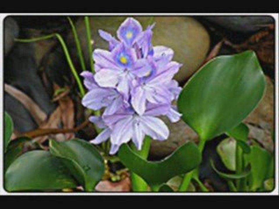 Koi Pond Plants Add More Than Beauty To Your Pond