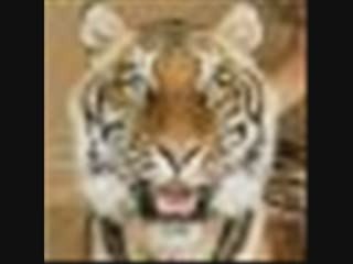 Lección de humildad a Dylan Rivieras