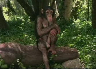 la vie privée des animaux (1/4) tome 2