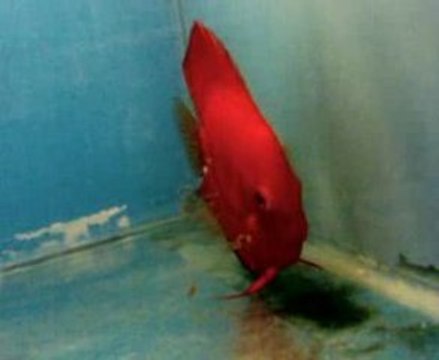 melon erkek san merah dişi yavruları 10 gunlukler