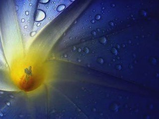 El paso de las lágrimas. Romà Alonso