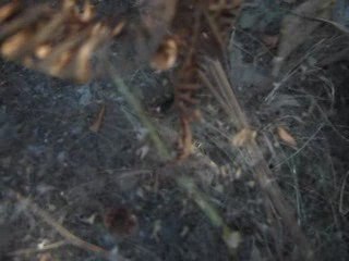 /home/user/DISK 2.0/UDISK/MOV00165