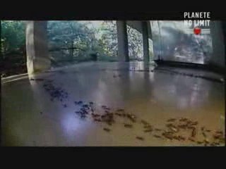 fourmis tueuses (2/3)