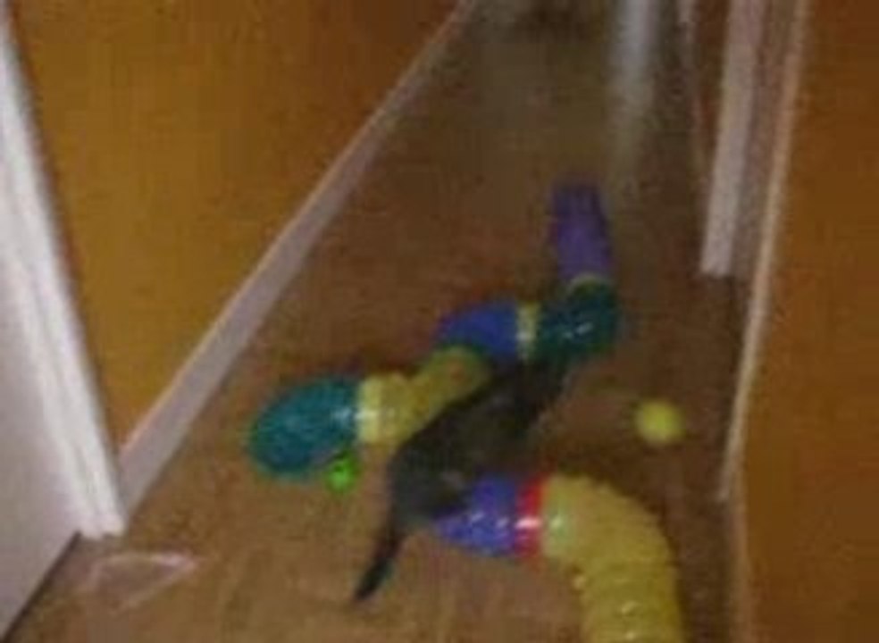My Nini L'embrouille does the Moonwalk