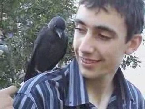 Le Choucas apprivoisé qui n'a peur de personne -Vidéo n°1