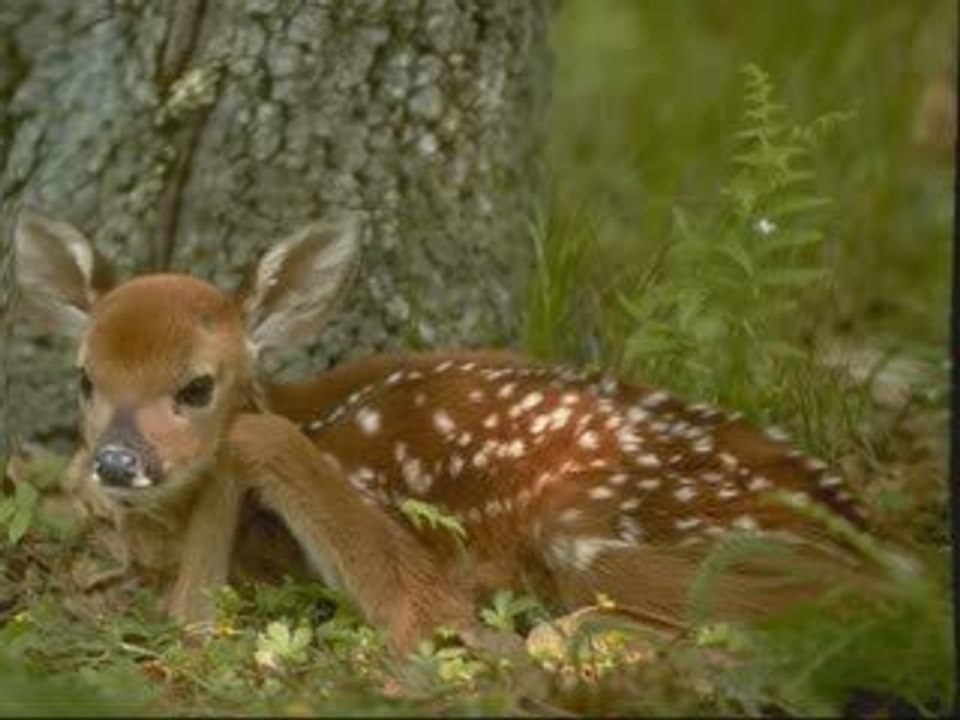 * LA NATURE EST BELLE * _ TONY CARREIRA