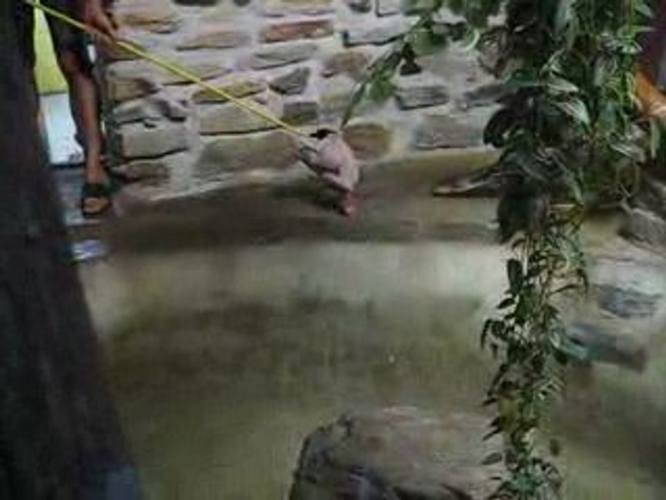 Repas python réticulé Zoo de St Martin la Plaine