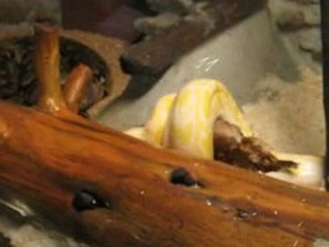 Repas python molure albinos