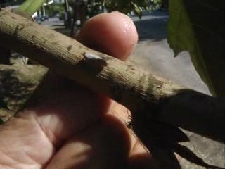 Mouvements d'esquive cicadelles blanches Metcalfa pruinosa