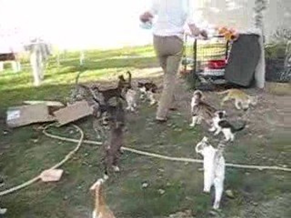 LE DINER A CATS'HOUSE