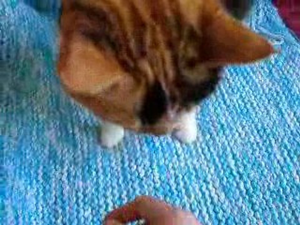 Eglantine qui ronronne toute seule