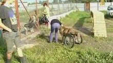 Тузик в инвалидной коляске улетает в Америку